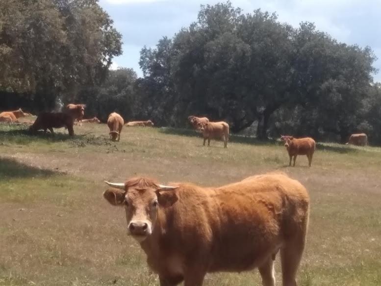 Casa Rural El Trastero De Carmelo Maello Zewnętrze zdjęcie